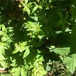 Sanicula canadensis Hoja