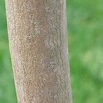 Alangium platanifolium Bark