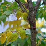 Aralia elata Bark