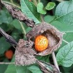 Physalis alkekengi Fruchs