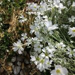 Cerastium tomentosum Blüte