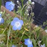 Nemophila phacelioides Цвят