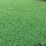 Hydrocotyle ranunculoides Leaf