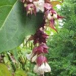 Leycesteria formosaVirág