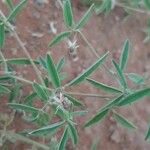 Indigofera senegalensis Fruit