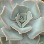 Echeveria lilacina Folio