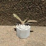 Gasteria obliqua ᱥᱟᱠᱟᱢ