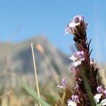 Euphrasia salisburgensis Lorea