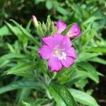 Epilobium hirsutumFlower