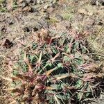 Ferocactus latispinus Лист