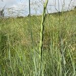 Elymus pungens Blüte