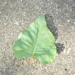 Populus deltoides Blad