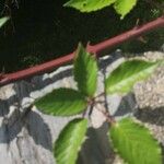 Rubus discolor برگ