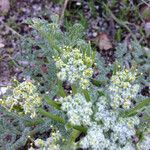 Lomatium dasycarpum Хабит