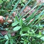 Vicia segetalis Leaf