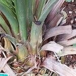 Macrozamia communis Corteccia