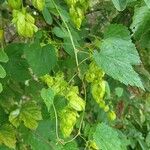 Humulus lupulusഫലം