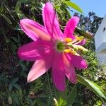 Passiflora tripartita Flor