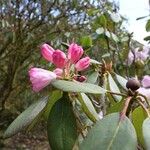 Rhododendron vernicosum Flower