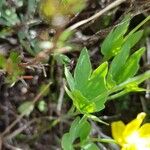 Ranunculus thora Folha