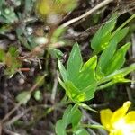 Ranunculus thora Blad