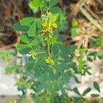 Crotalaria medicaginea Foglia