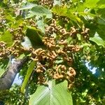Hovenia dulcis Fruct