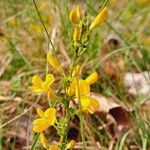 Cytisus decumbens Λουλούδι