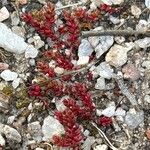 Crassula tillaea Leaf