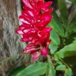 Alpinia purpurata Blüte