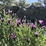 Lavandula stoechasFloare