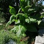 Nicotiana tabacum पत्ता