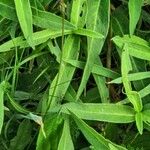 Persicaria amphibia Liść