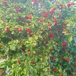 Malpighia glabra Fruit