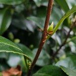 Camellia sasanqua Corteza
