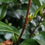 Camellia sasanqua Bark