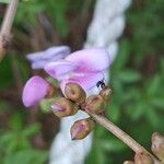 Canavalia rosea Floro