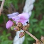 Canavalia rosea Flor