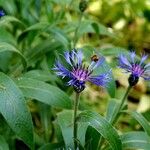 Centaurea montana Virág