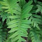 Polypodium interjectum ഇല