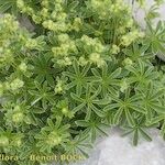 Alchemilla alpigena Vekstform