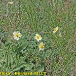 Helianthemum × sulphureum Hábito