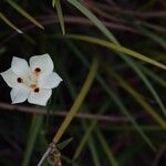 Dietes bicolor Flower