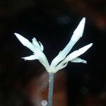 Voyria corymbosa Flor