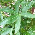 Cussonia natalensis 葉