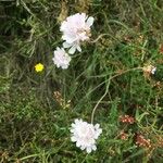 Armeria multiceps പുഷ്പം