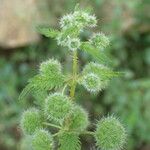 Urtica pilulifera Frucht