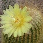 Parodia lenninghausii Flors