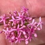 Valeriana angustifolia Blüte