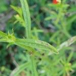 Striga asiatica Leaf